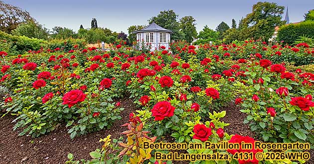 Bl�hende rote Beetrosen vor dem Pavillon im Rosengarten von Bad Langensalza in Th�ringen.
